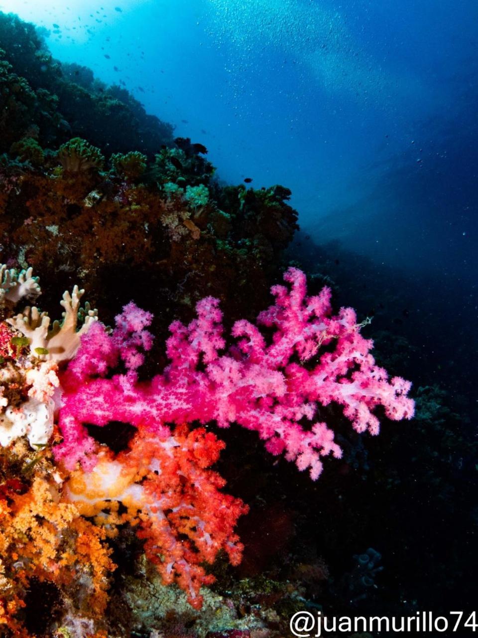 Marind Dive Eco Resort Waha 외부 사진